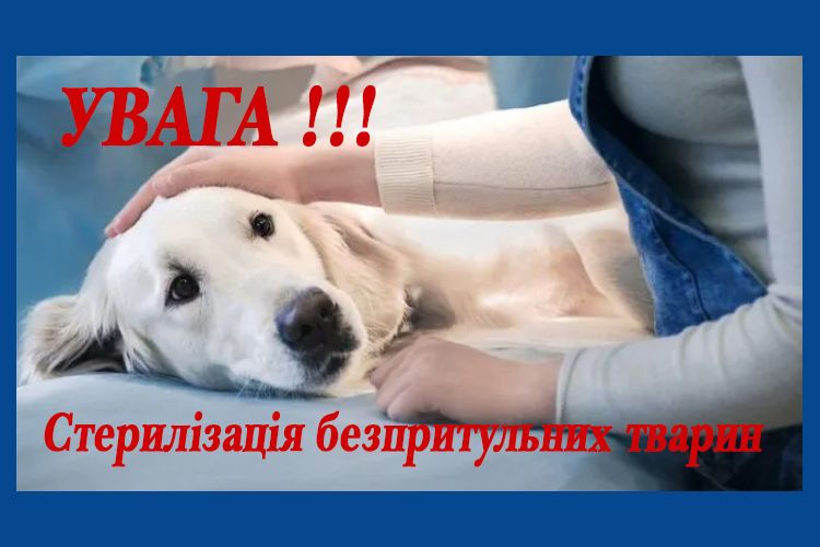 стерилізація тварин