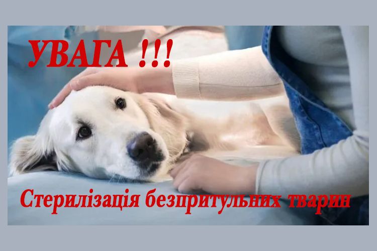 стерилізація безпритульних тварин