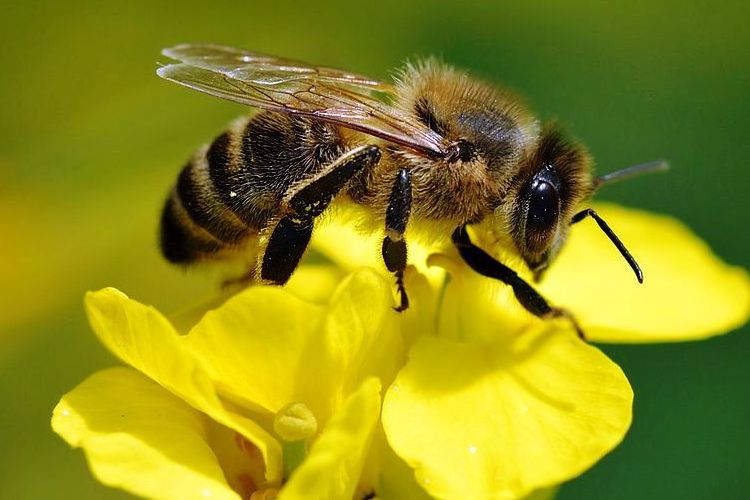 Заходи профілактики отруєння бджіл